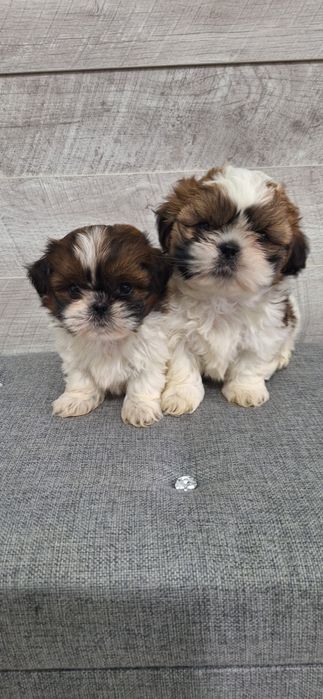Shih TZU szczeniaczki