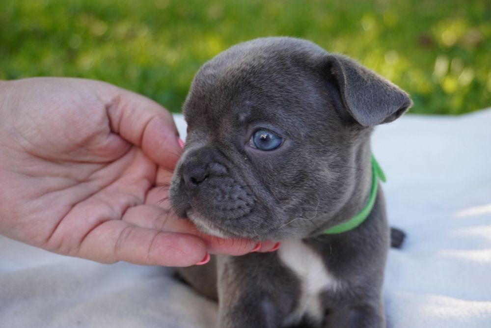 Bulldog lilac menino