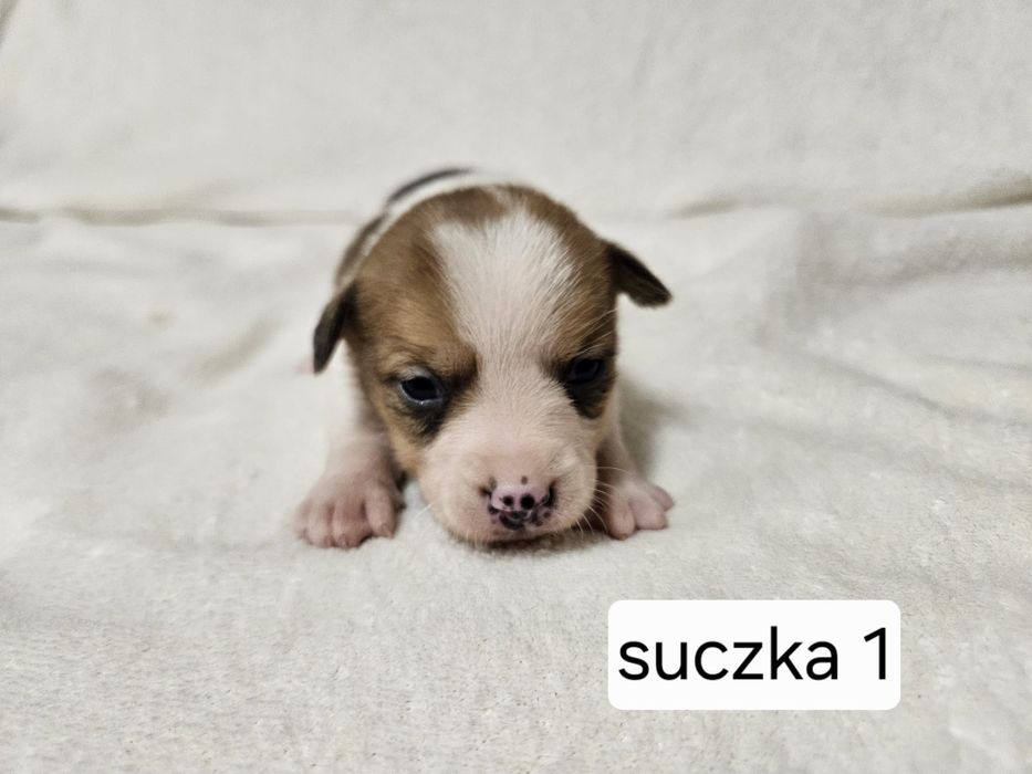 Suczka Jakck Russell Terrier