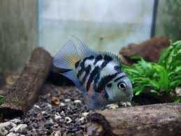 GB Pielęgnica Papuzia Blue Tiger - Hodowla własna