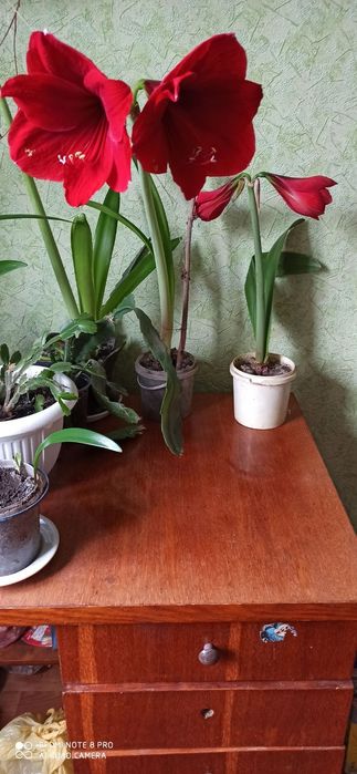 Гіпеаструм червоний та білий