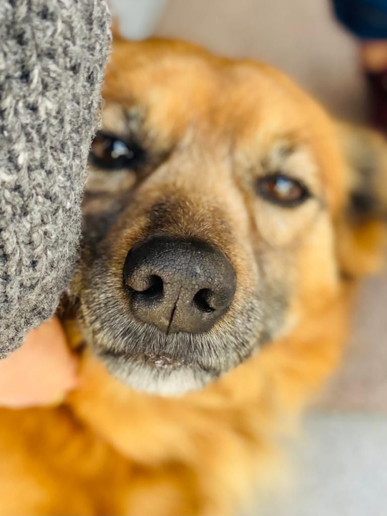 Cãozinho muito docil