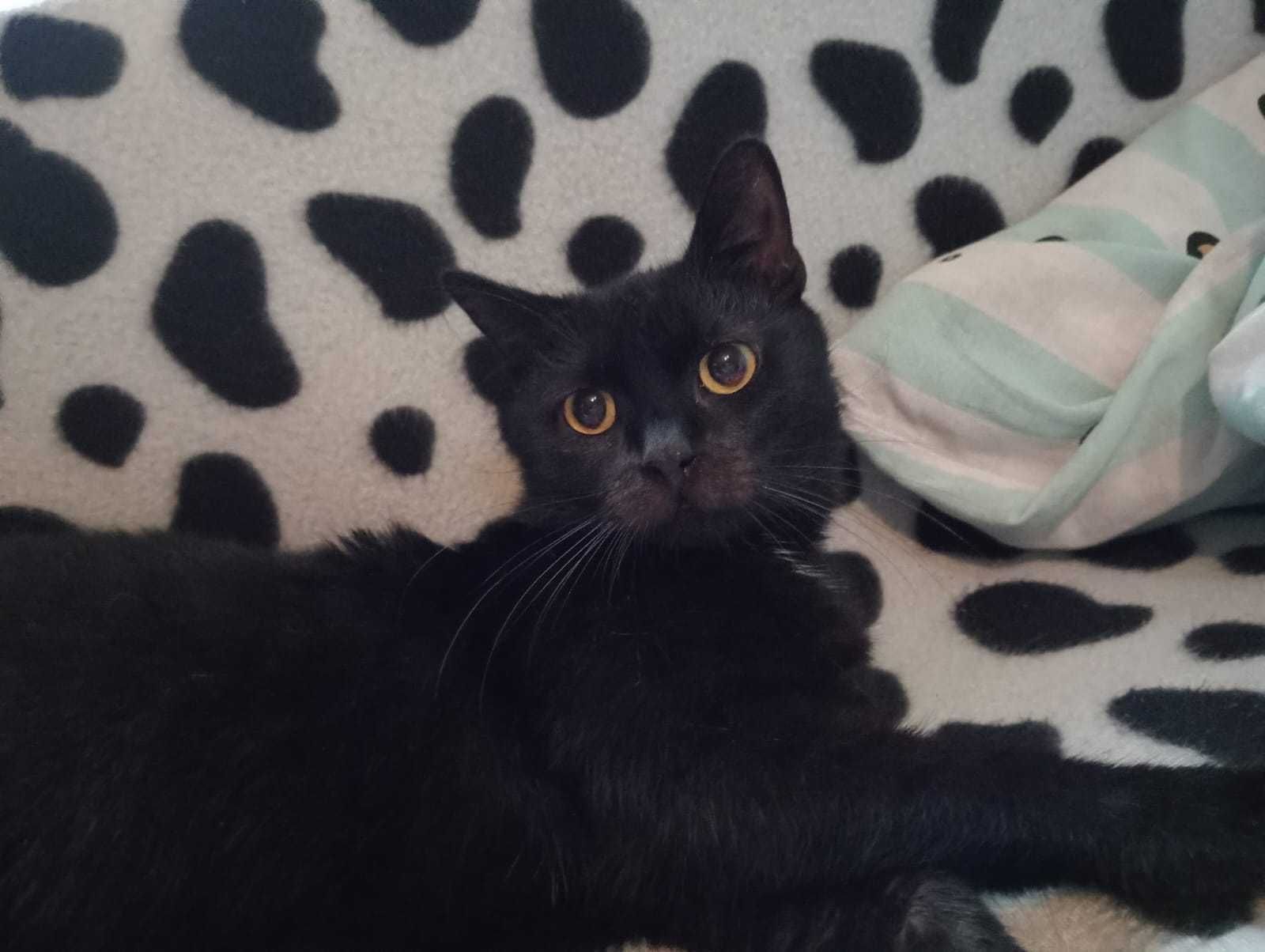 BONIFACY i RYNIO młode koty do adopcjii