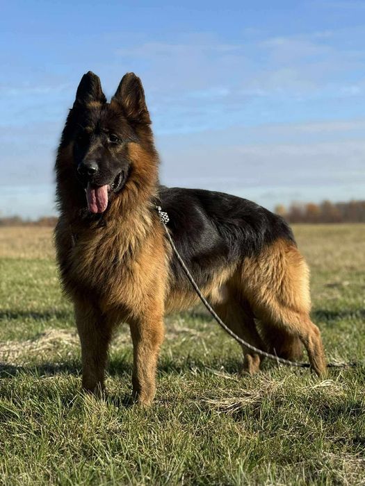 Kolins roczny owczarek niemiecki długowłosy do adopcji