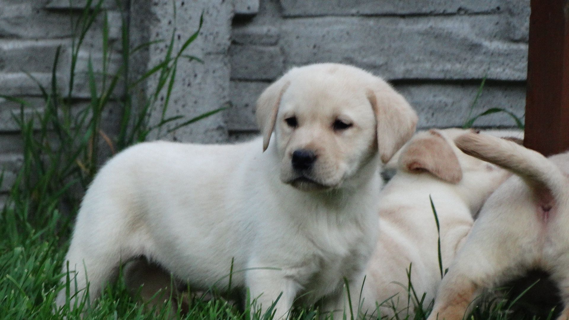 Labrador retriever Biszkoptowa suczka