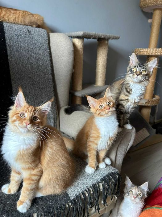 Kotka Maine Coon