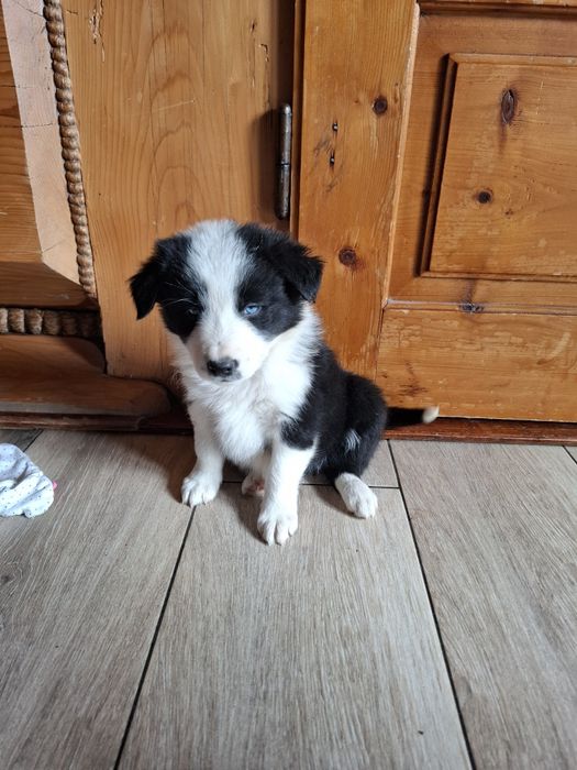 Piesek border collie