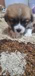 Piesek Welsh Corgi Pembroke FCI ZKwP