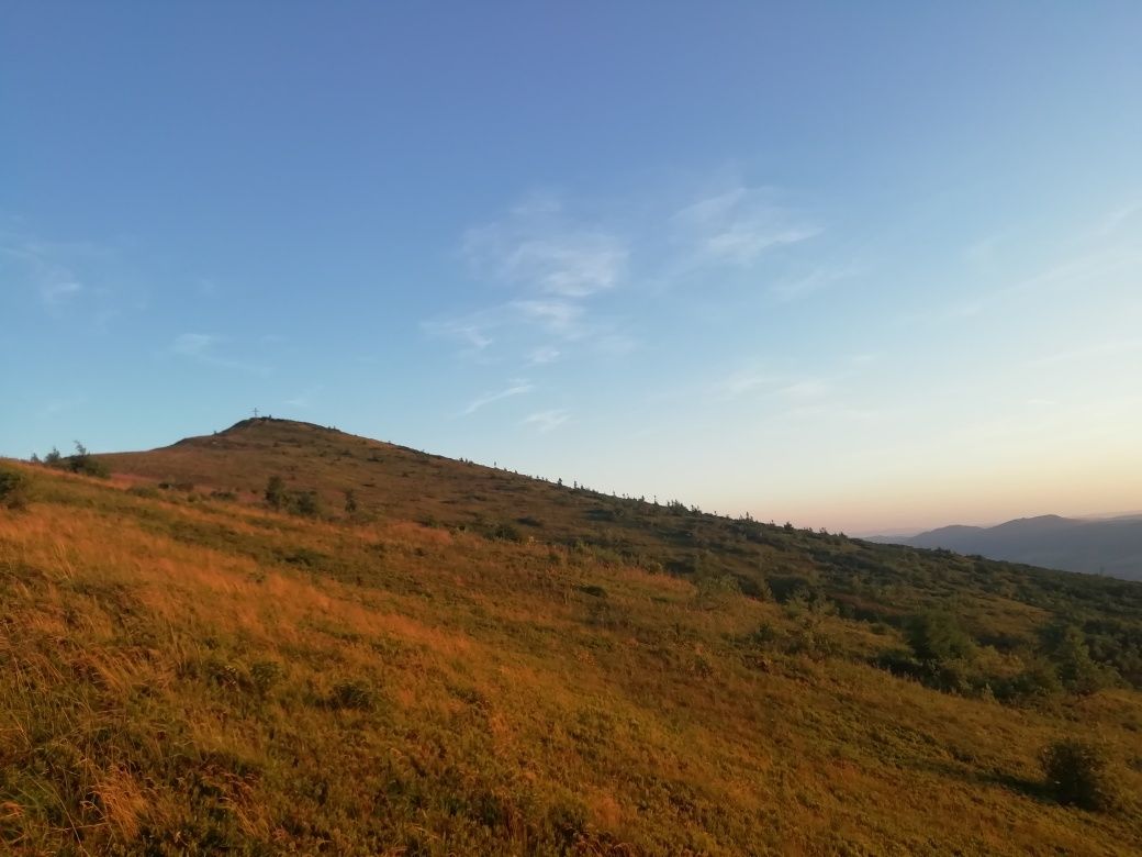 Сушена чорниця (черника сушеная) з Карпат