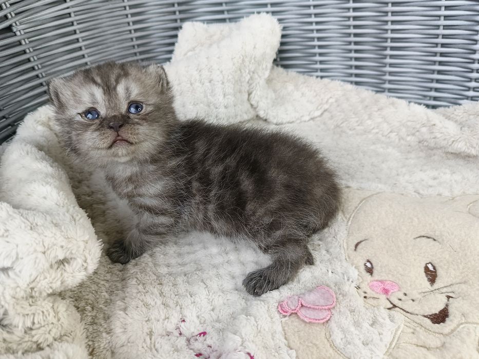 Kocurek pręgowany silver tabby