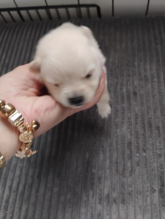 Biały piesek szpic miniaturowy