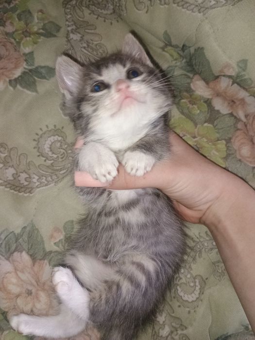 Віддам кішку в добрі руки