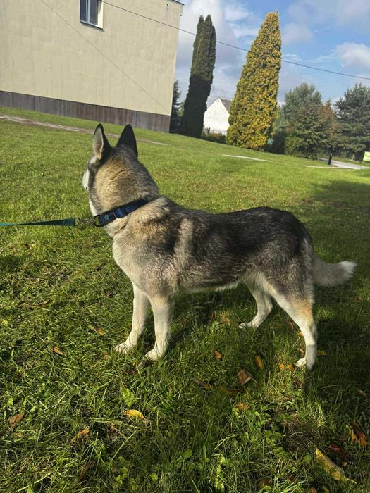 Luna w typie Husky szuka domu
