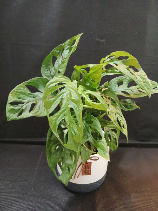 Монстера Манкі квіти на подарунки. Монстера Делікатесна 600 грн