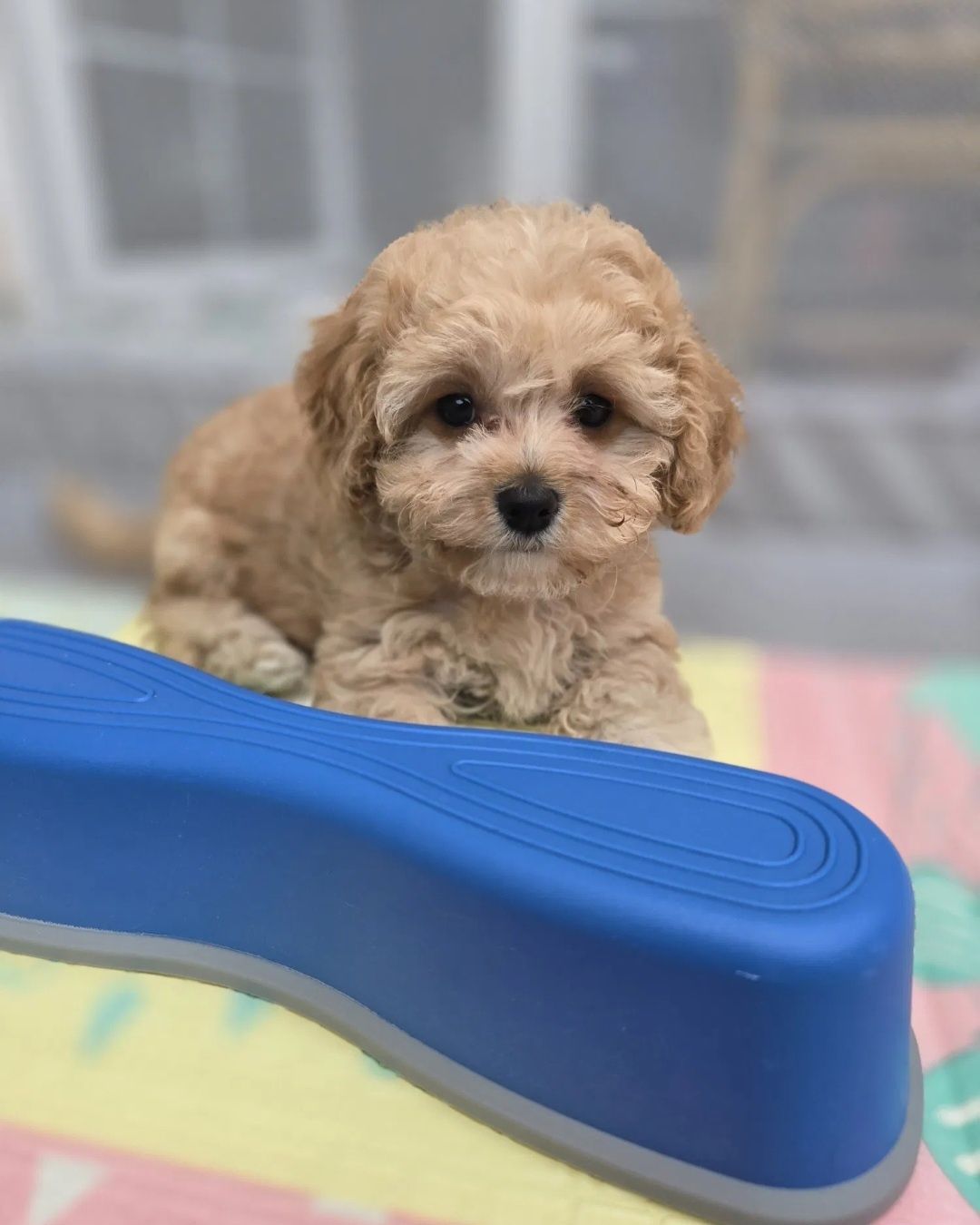 Maltipoo disponível