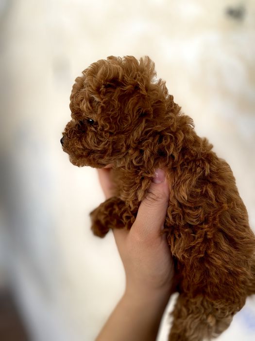 Премиум щенок класса VIP — мини мальчик Red Brown