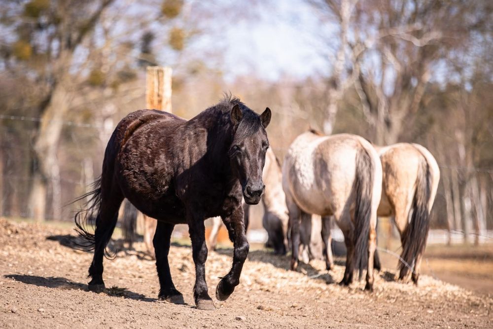 Stado Koników Polskich