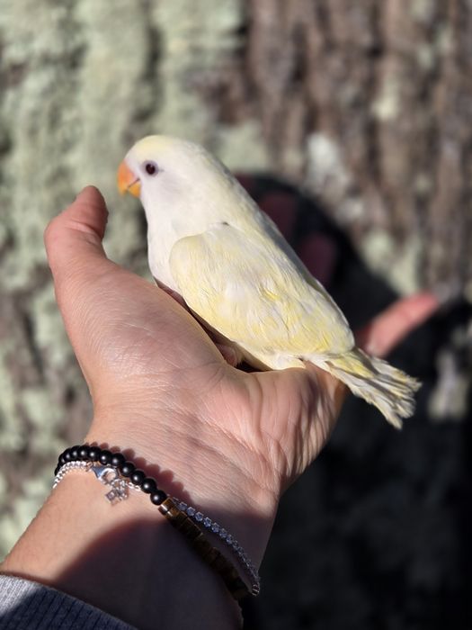 Agapornis Domesticados