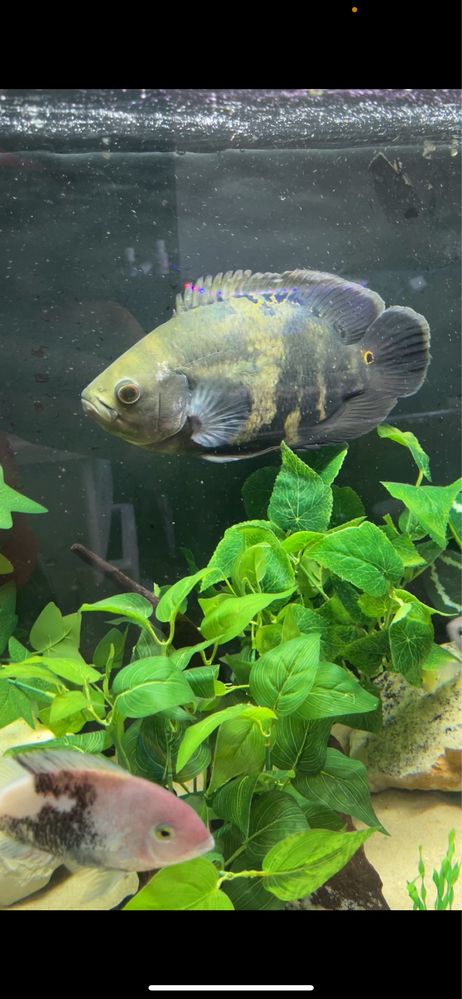 oscar bumblebee 30cm
