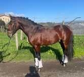 Cavalo puro sangue lusitano da letra R
