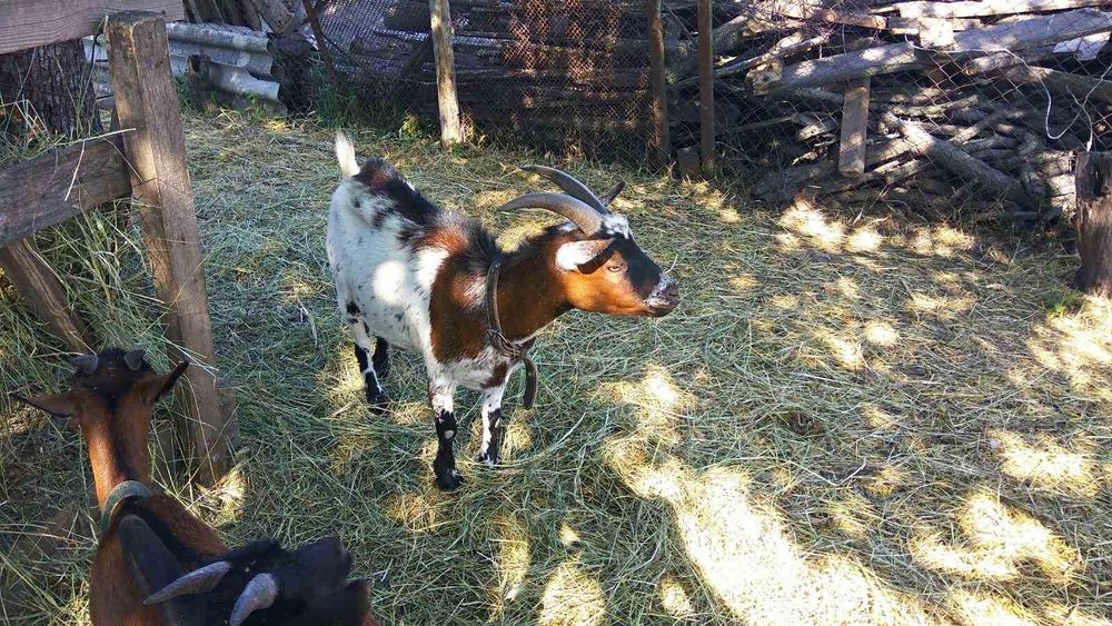 Камерунські козочки