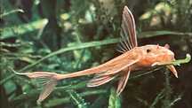 Loricaria Red Lizard