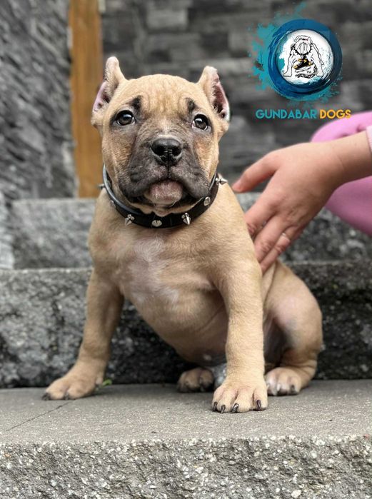 samiec American Bully ABKC