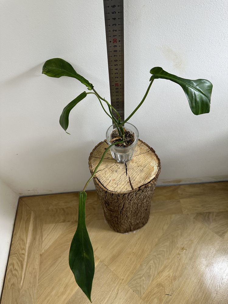 Філодендрон Philodendron Joepii