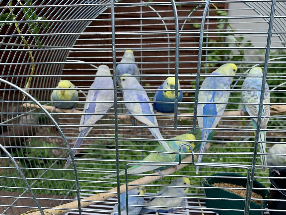 Papuga falista  tęczowe papużki faliste osobniki z 2023/24 roku