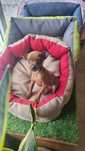 Pinscher  miniatura