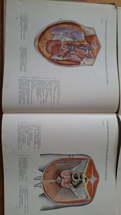 Atlas Anatomii Topograficznej Zwierząt Gospodarskich