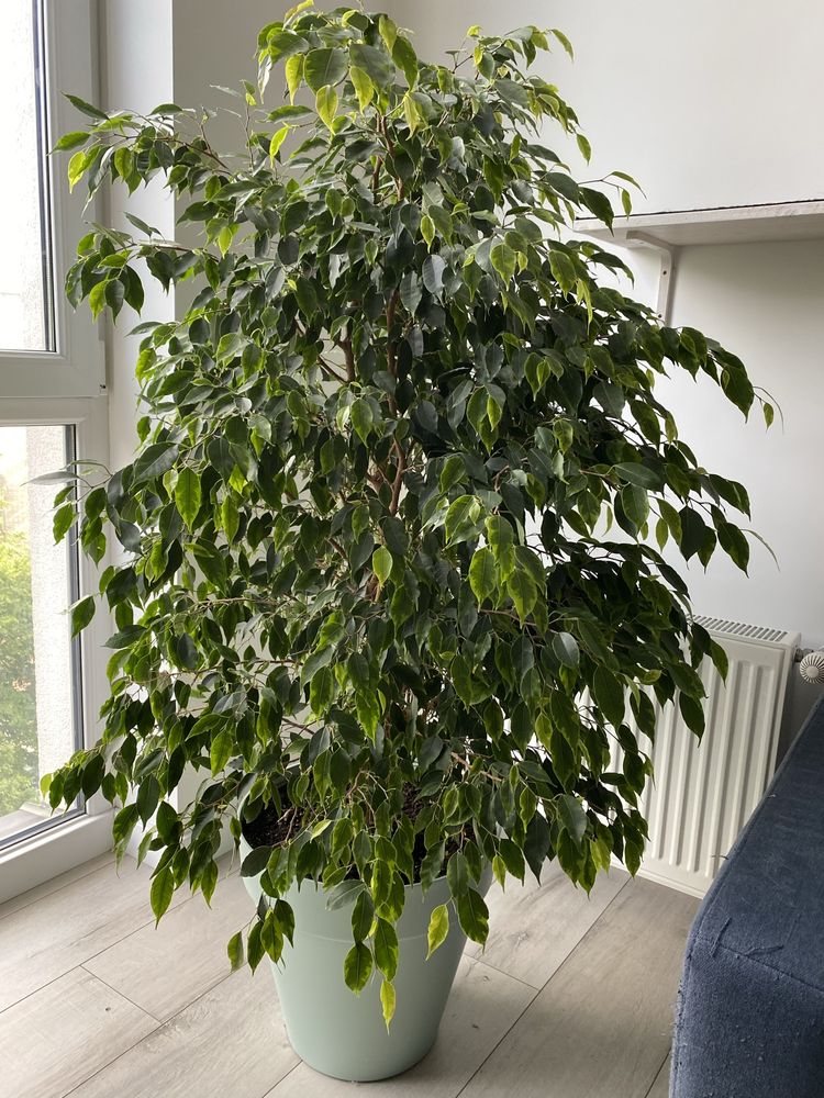 Фікус бенджаміна (Ficus benjamina)