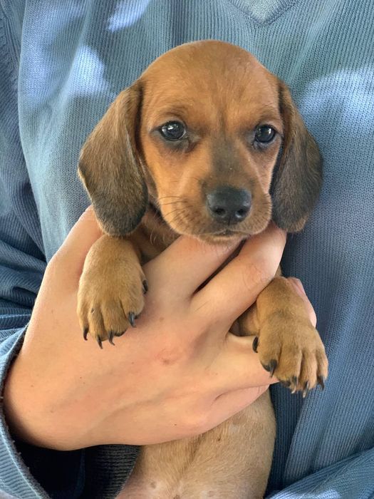 Пропоную цуциків такси