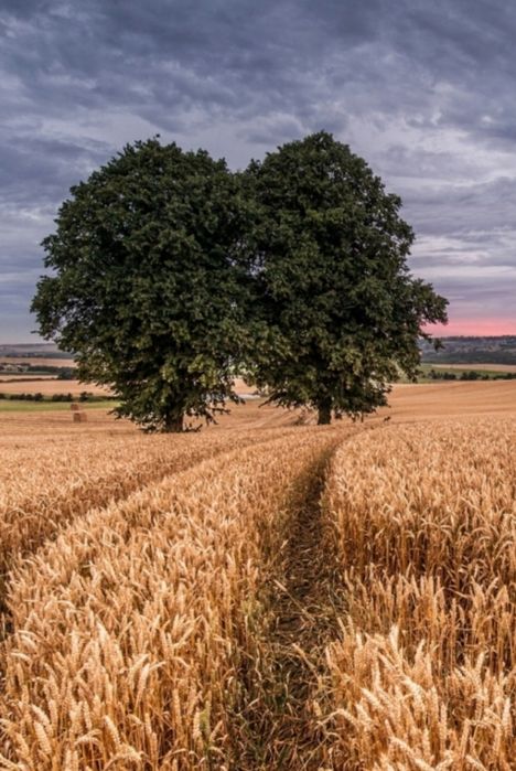 Пшеница,ячмень...
