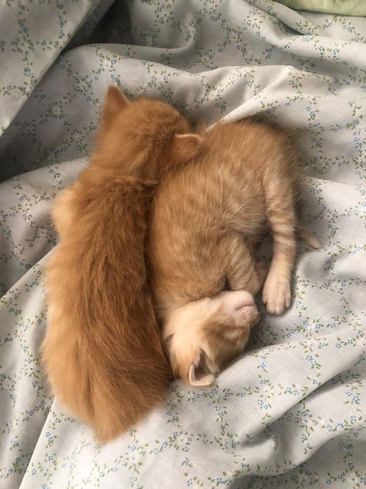 Віддам кошенят безкоштовно