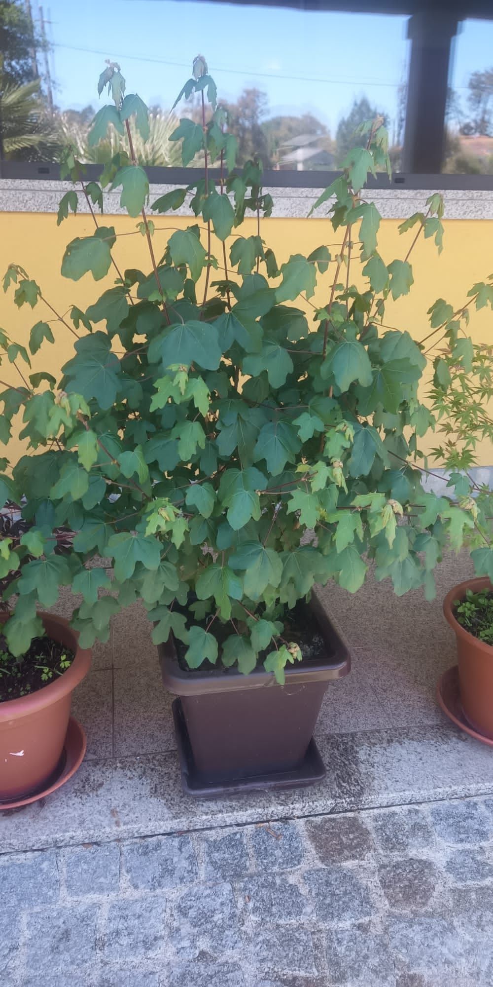 Plantas de ACER - (bordo Japonês)