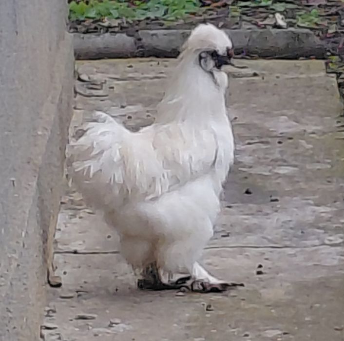 Петушки Китайской шелковистой