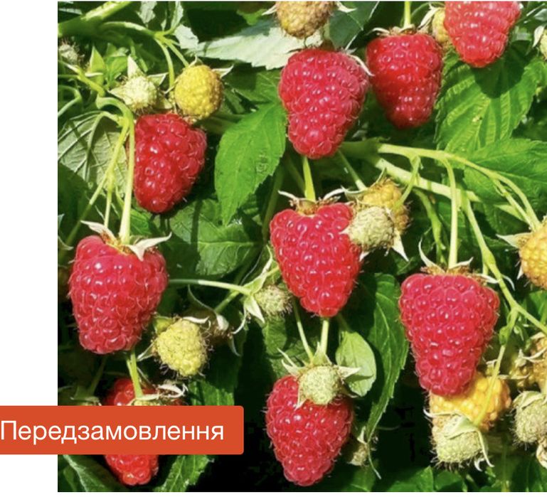 Продам саджанці малини глен ампл, джоан джей