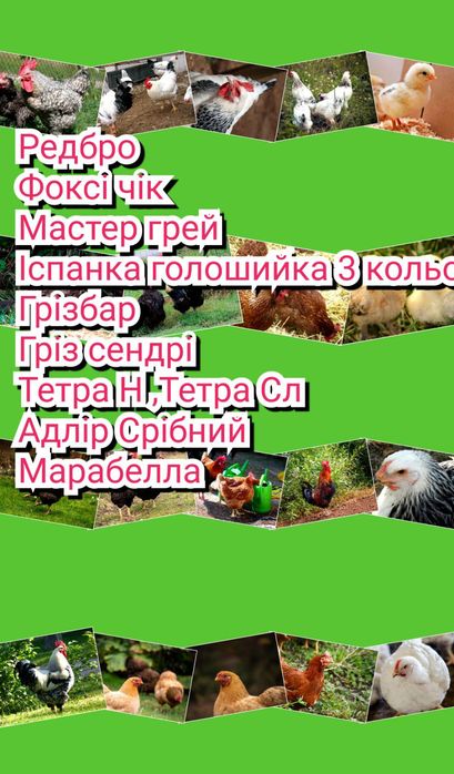 Яйце для інкубації м'ясо яєчка