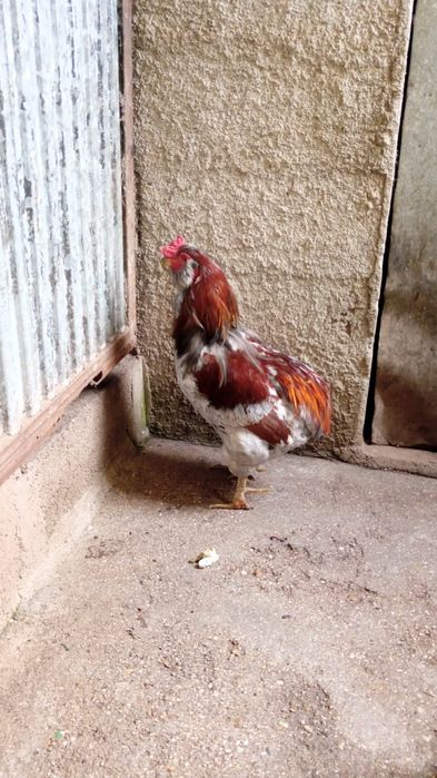 Galos e galinhas raça aroucana