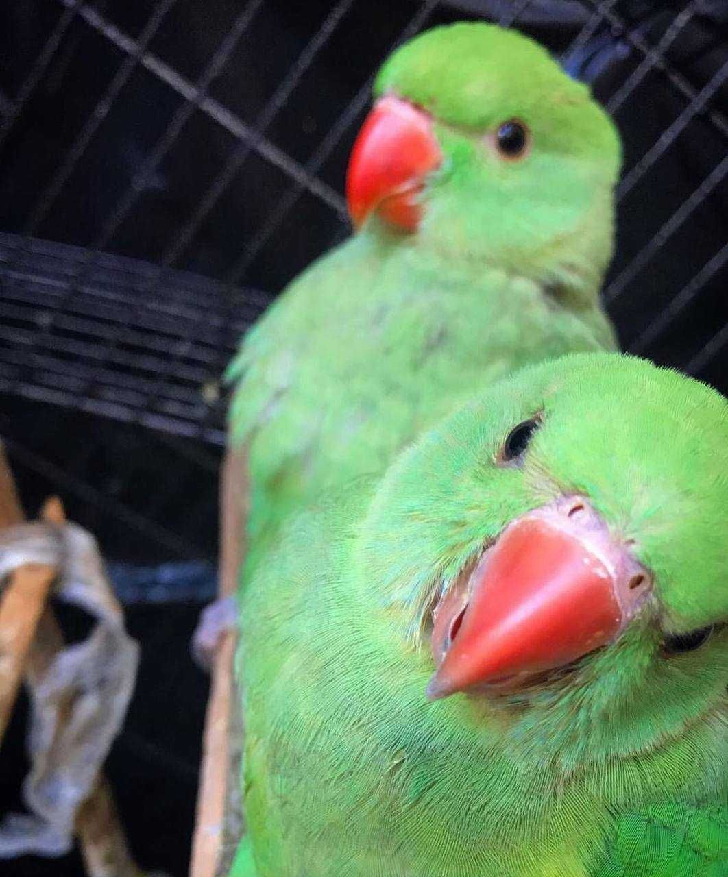 Ожереловые попугаи крайне нетребовательны