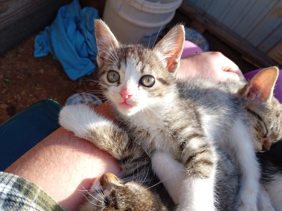 4 gatos para adoção