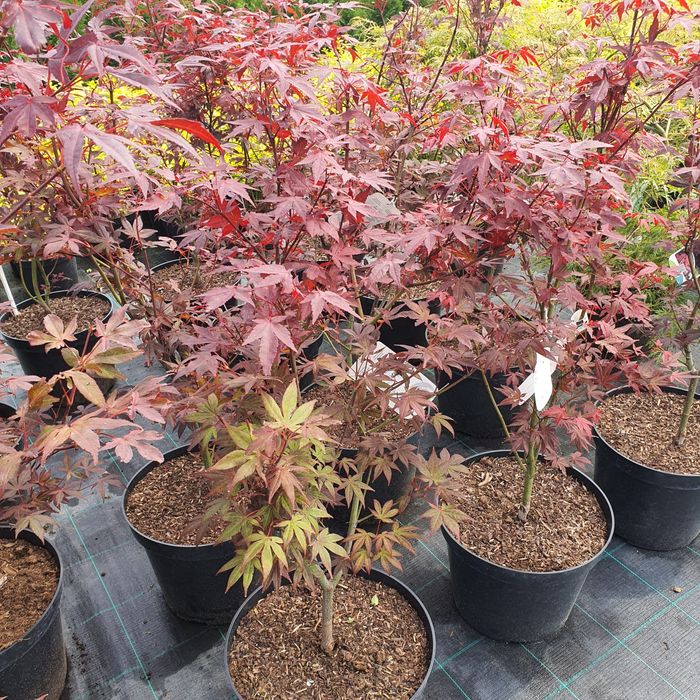 Клён остролистный японский красный желтый