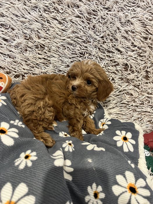 Piesek Maltipoo F1b