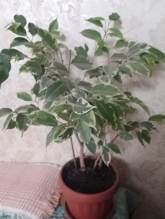 Фикус Бенджамина