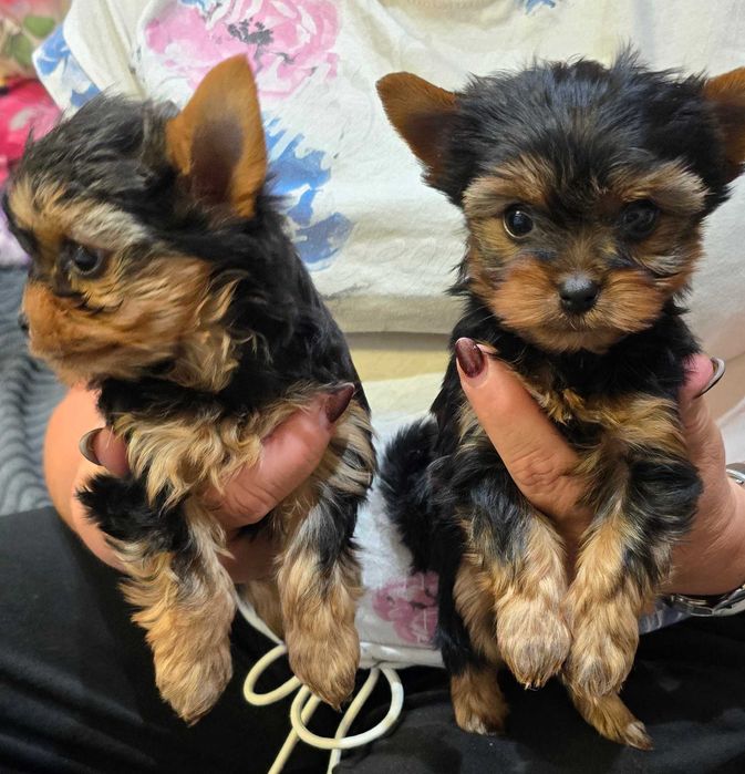 York piesek,  yorkshire terrier szczenięta