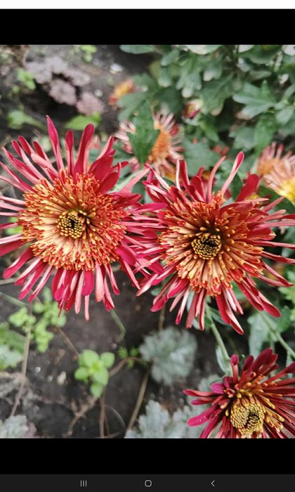 Хризантеми помаранчеві