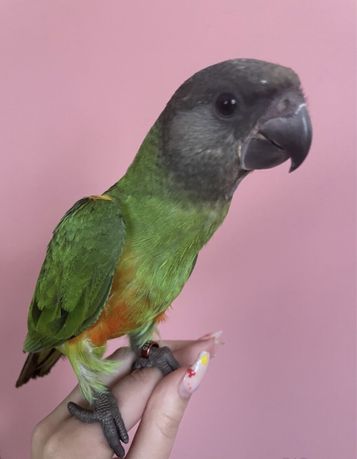 Умнейший попугай для семьи сенегальский птенцы