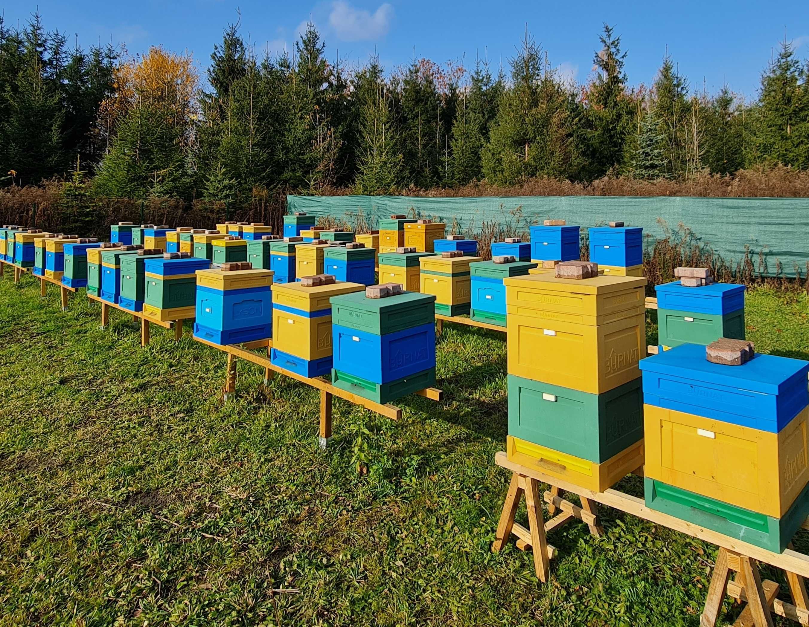 Silne odkłady pszczele - warszawska zwykła, poszerzana, wielkopolska