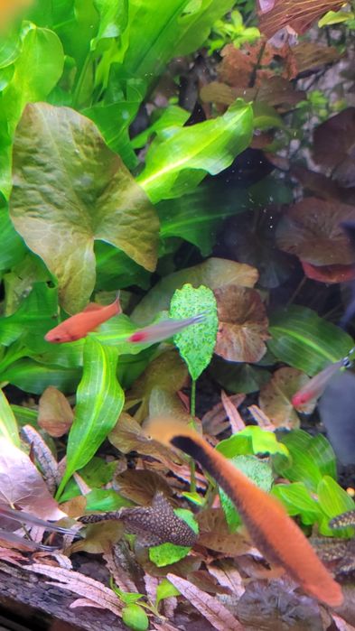 Witam sprzedam lotosy